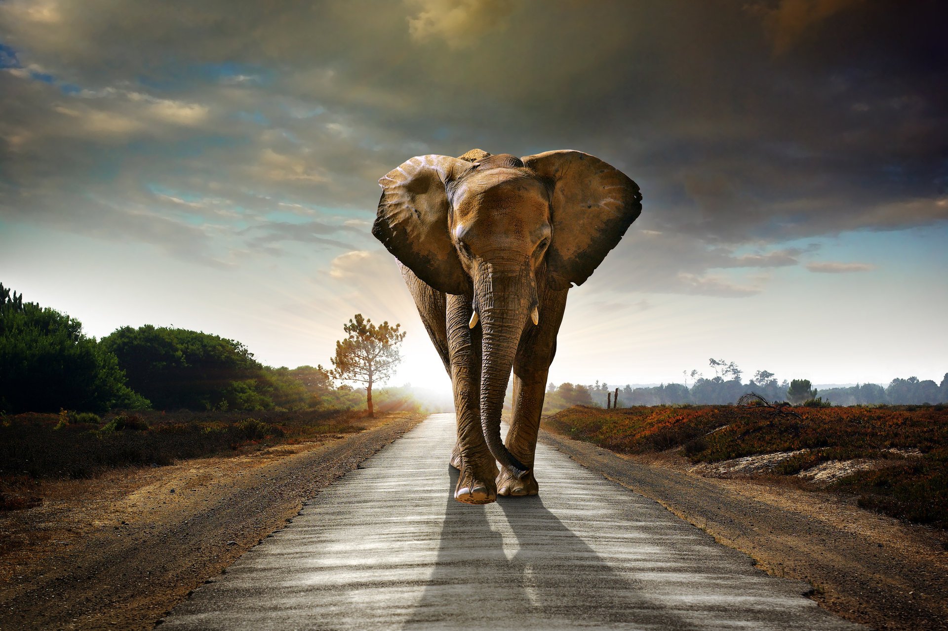 elefante strada cielo nuvole cespugli