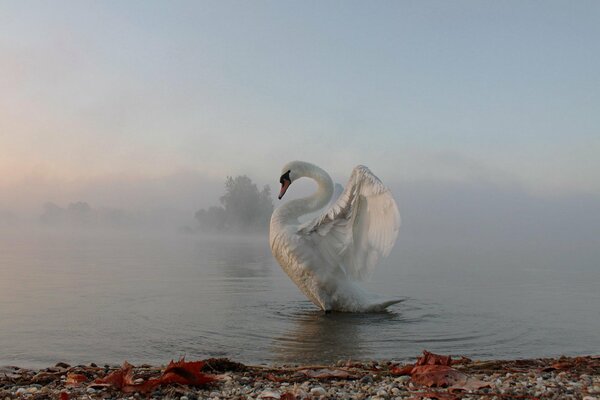 Cigno che nuota nel mare nebbioso