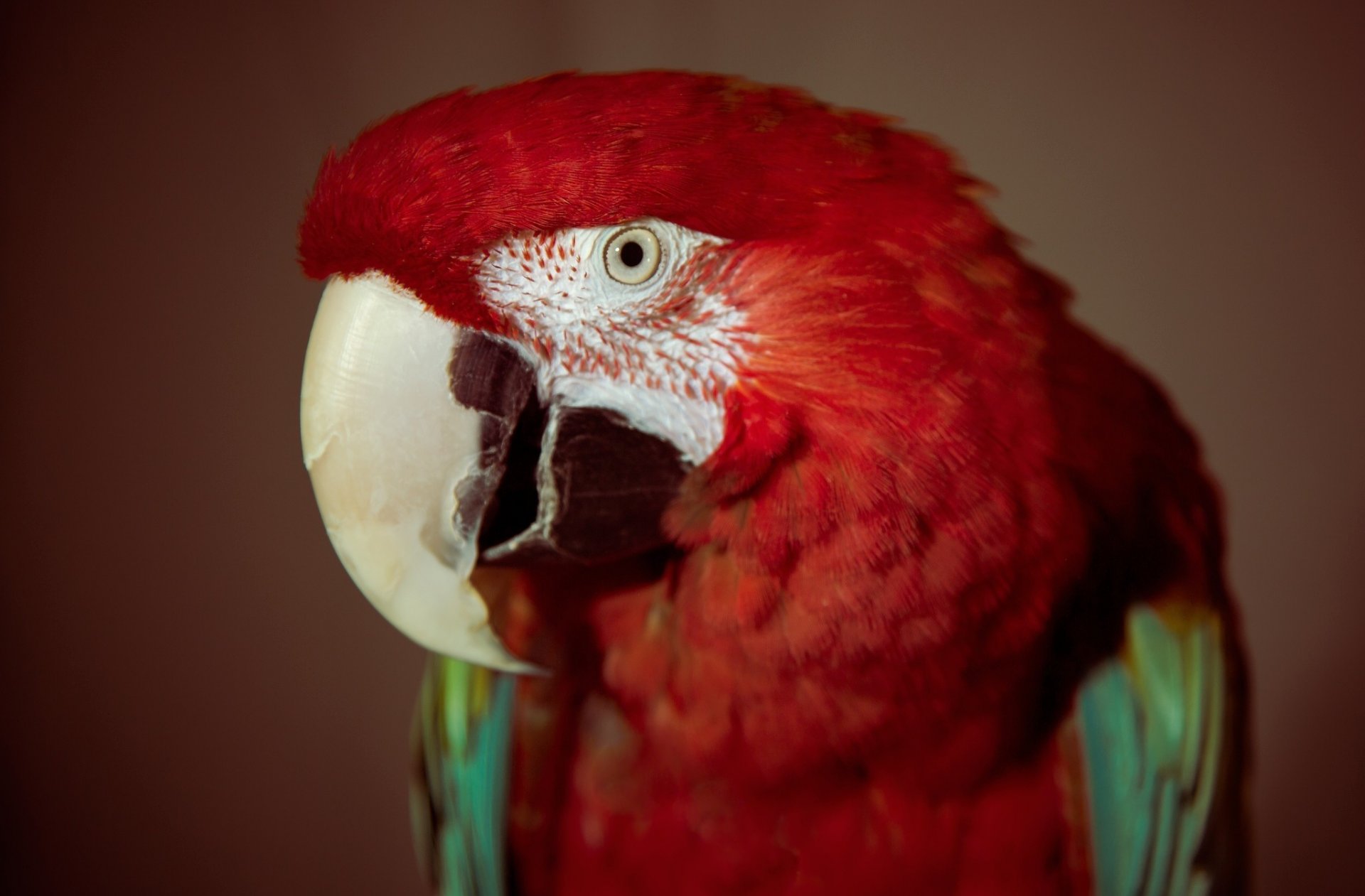pappagallo uccello occhio rosso piume