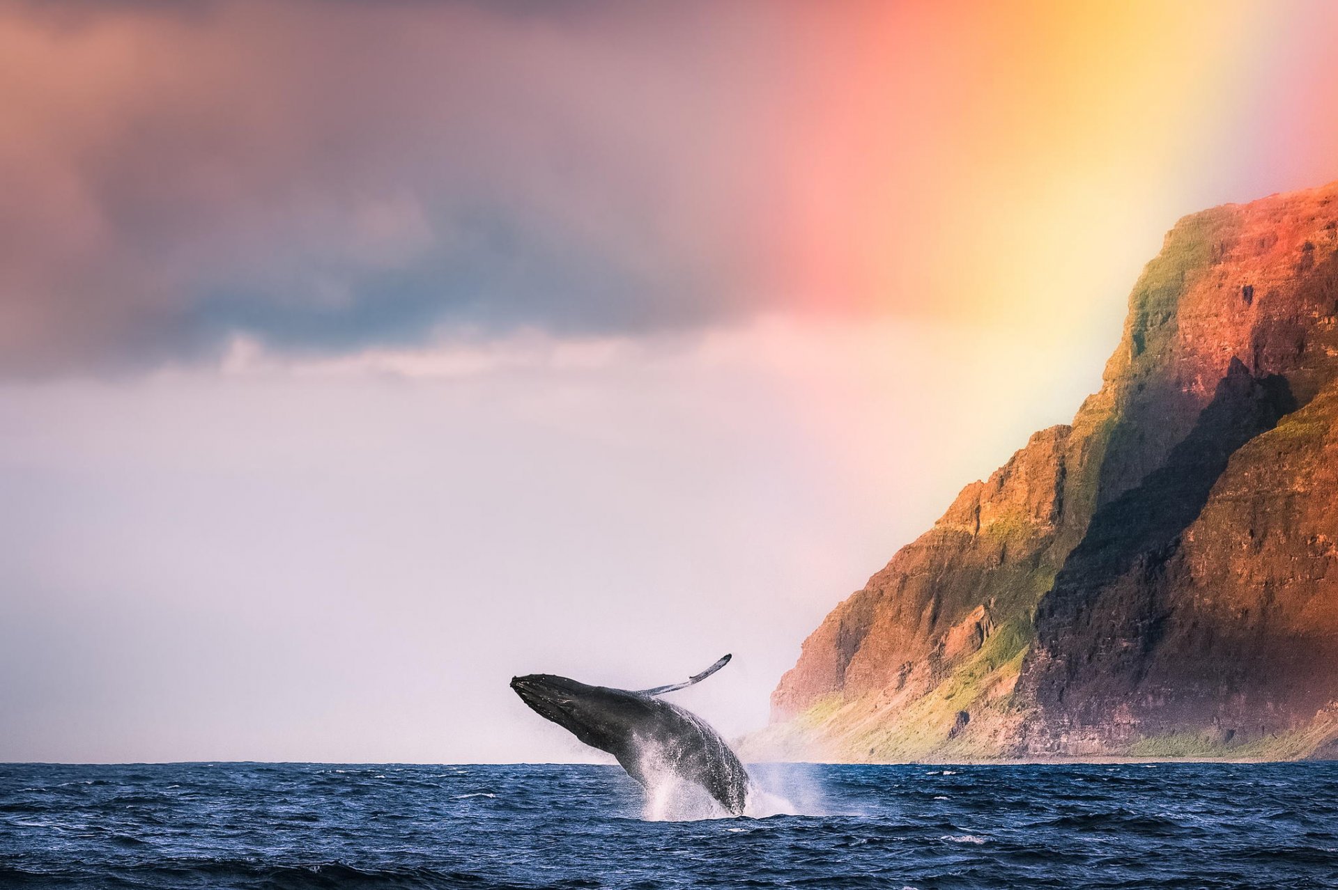 oceano balena animale riva montagne