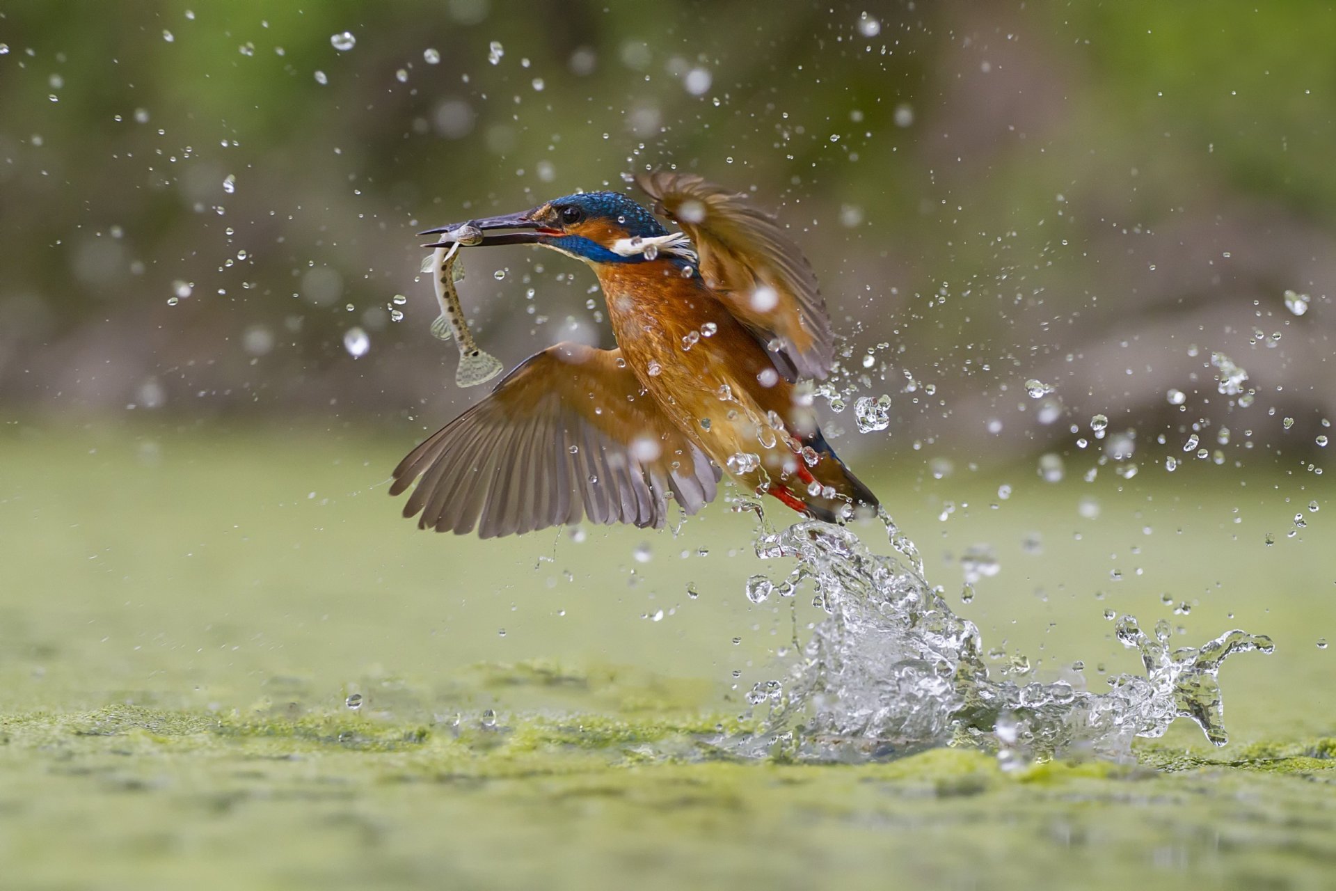 pesca verde martin pescatore splash