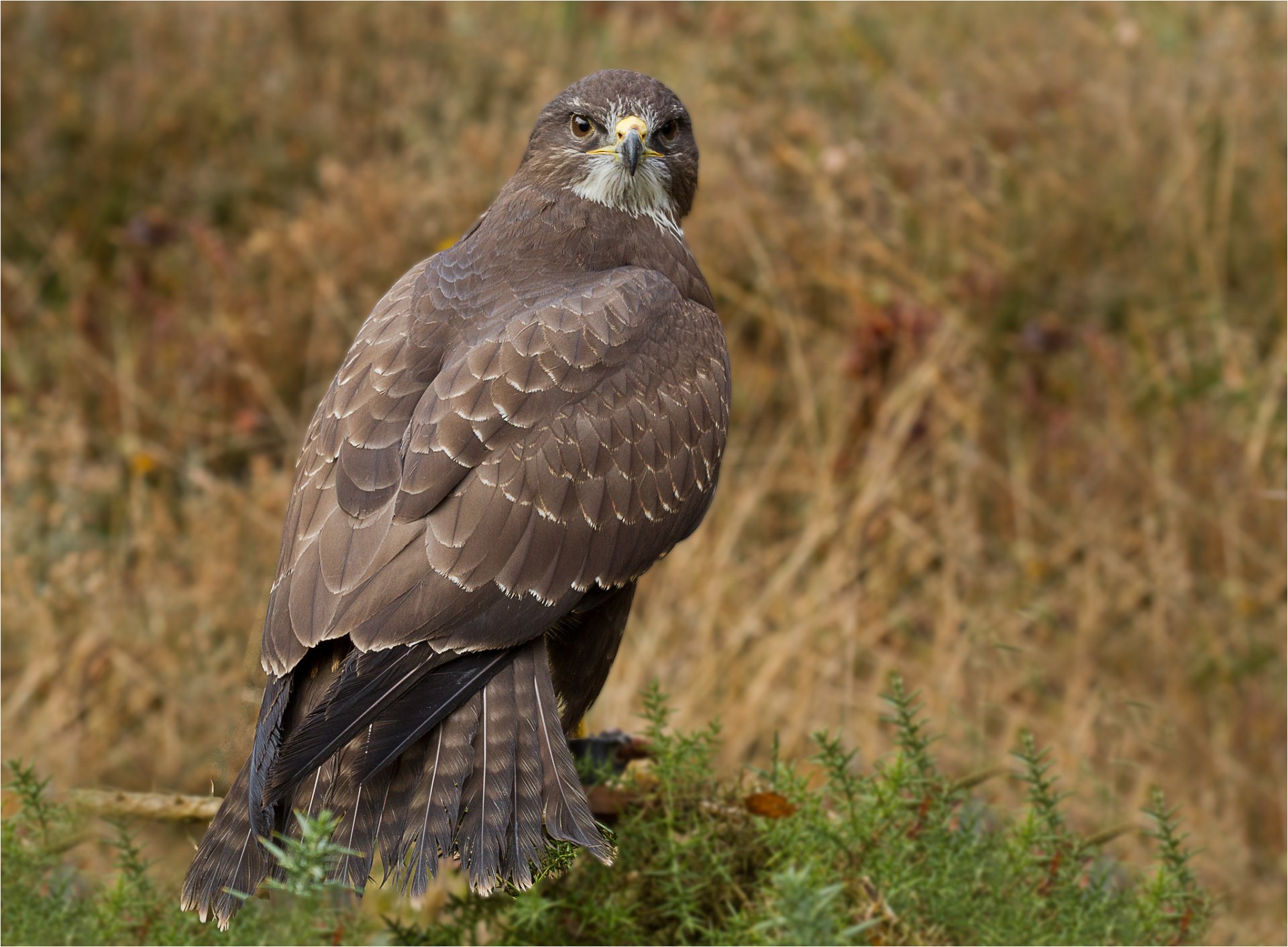 uccello predatore poiana falco vista