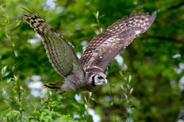 Gufo volante su uno sfondo di alberi verdi
