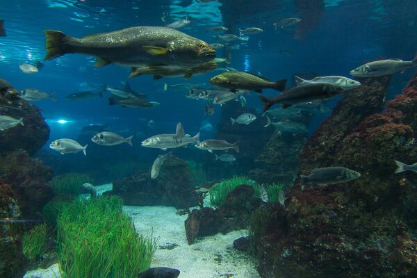 Gli abitanti sottomarini vivono bene nell acquario?