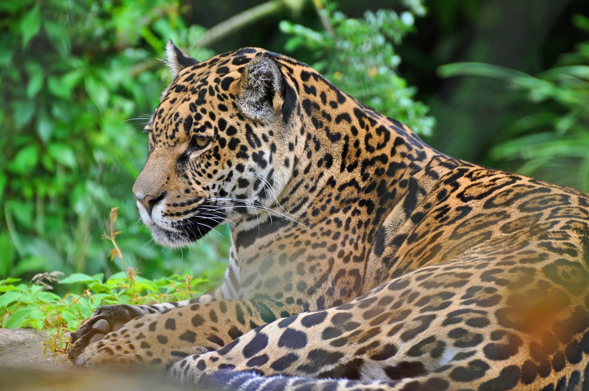 giaguaro muso predatore gatto selvatico pantera onca