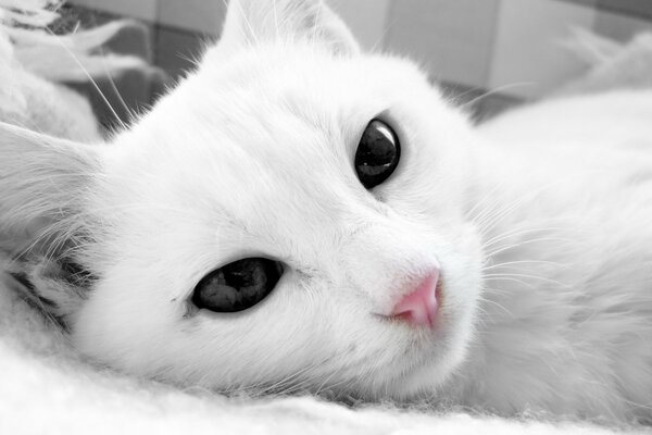 Gatto bianco con gli occhi scuri