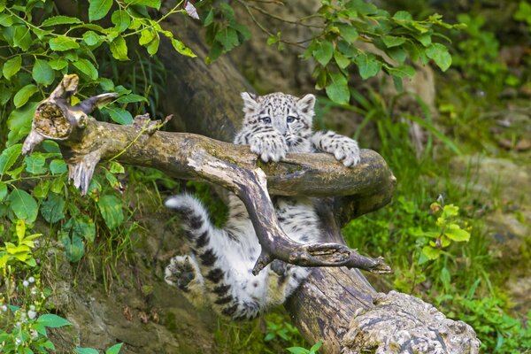 Leopardo delle nevi seduto su un ramo