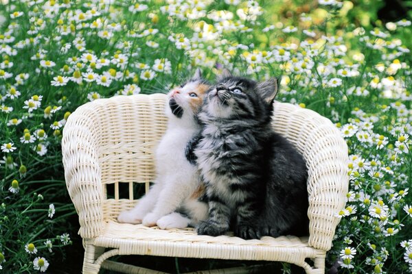 Due gattini su una sedia in giardino