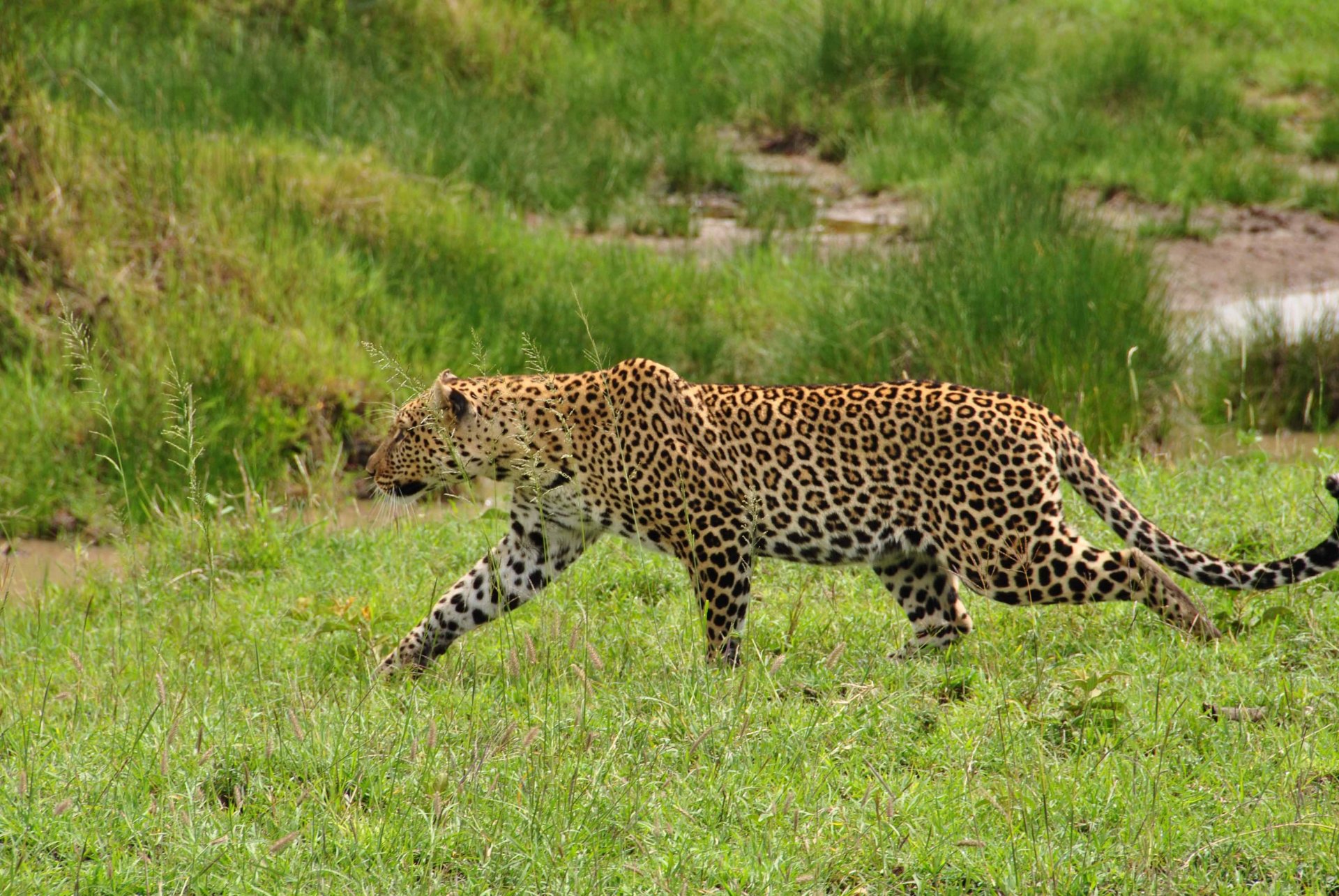 leopardo gatto selvatico predatore erba