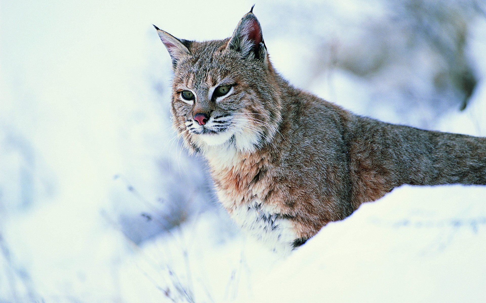 lince neve vista gatto selvatico