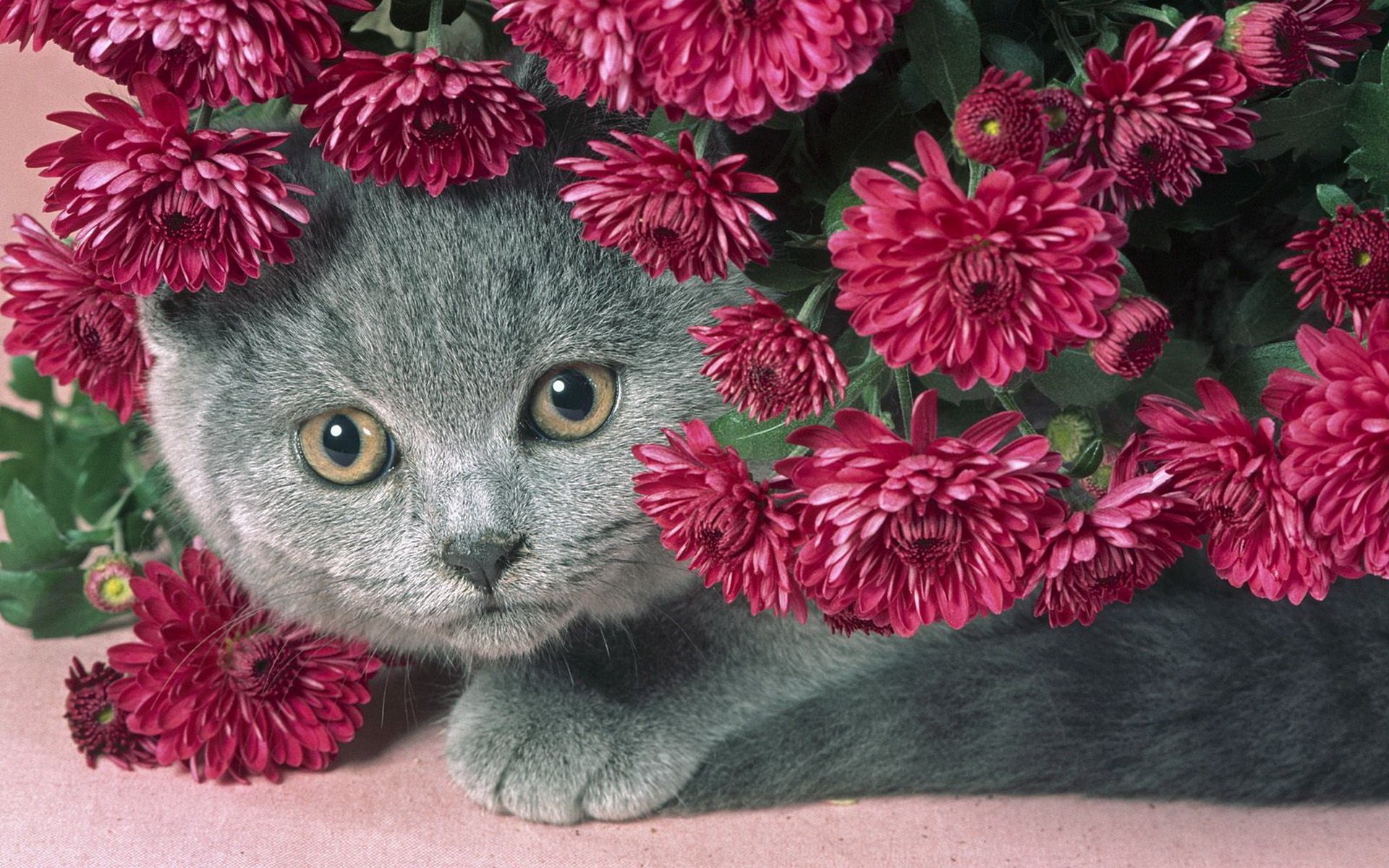 gatto grigio fiori sereni gatto paffuto bello
