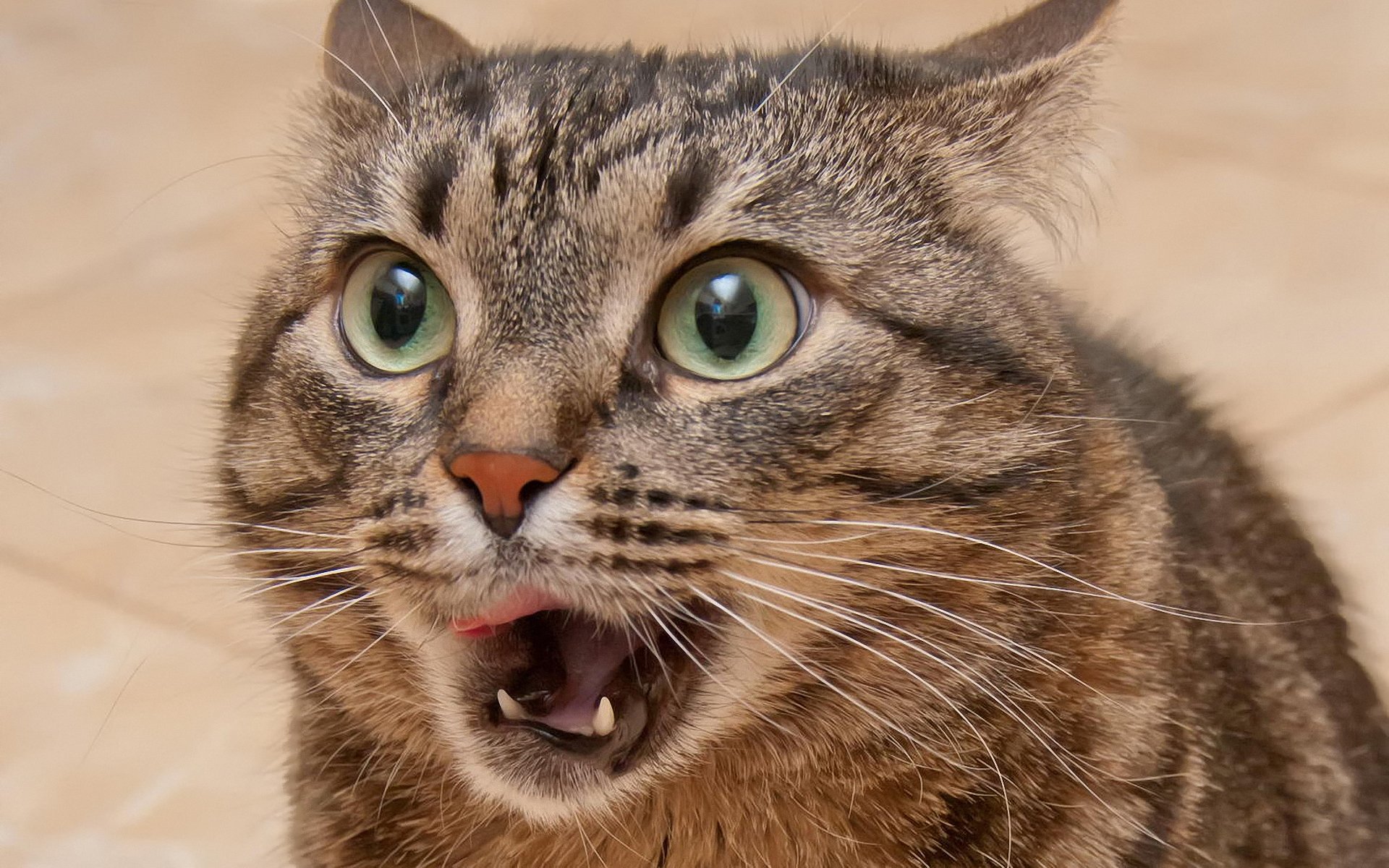 gatto occhi baffi