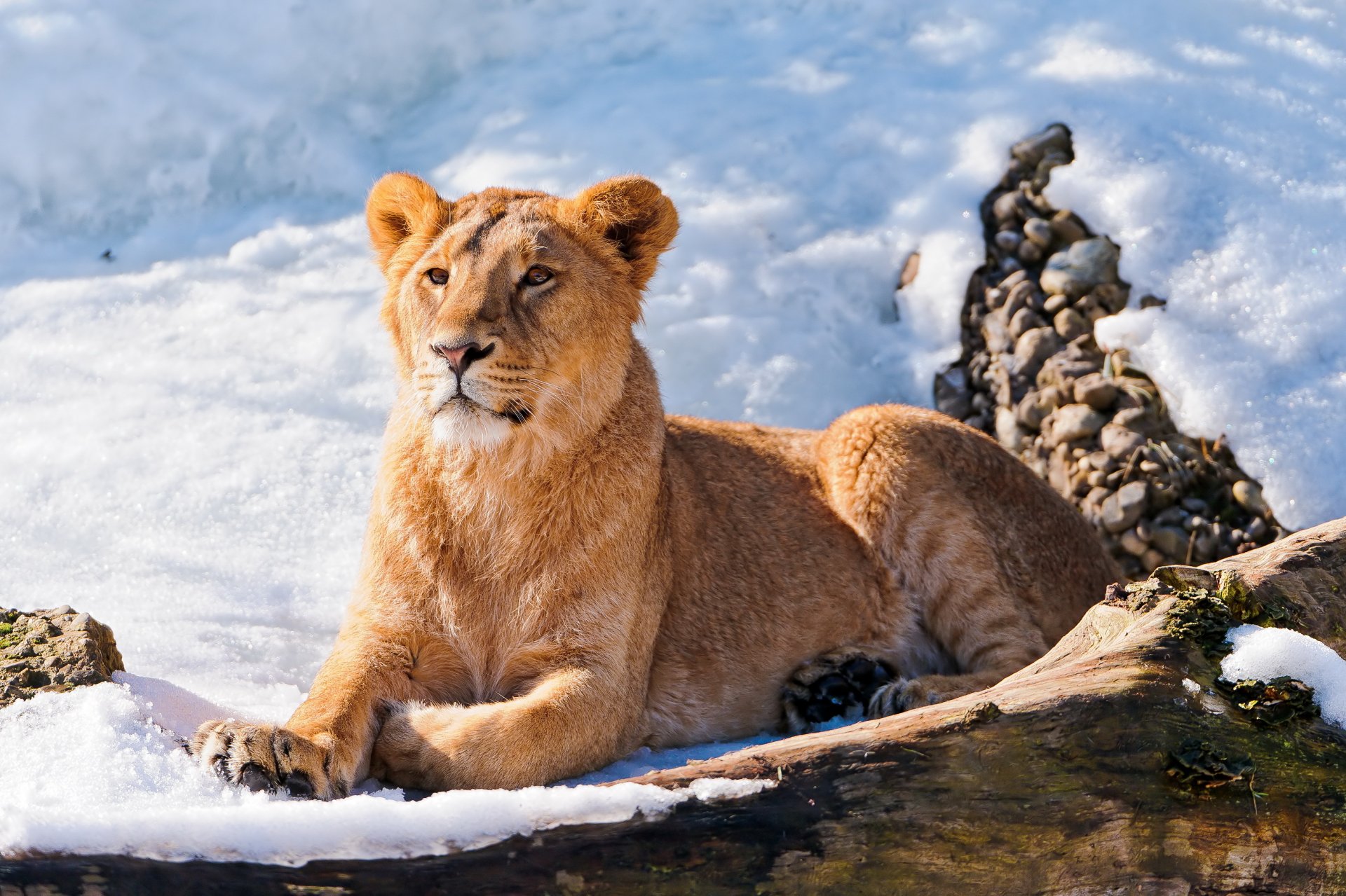 leone giovane giace guarda sulla neve