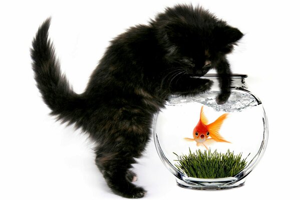Gatto con pesce rosso in acquario