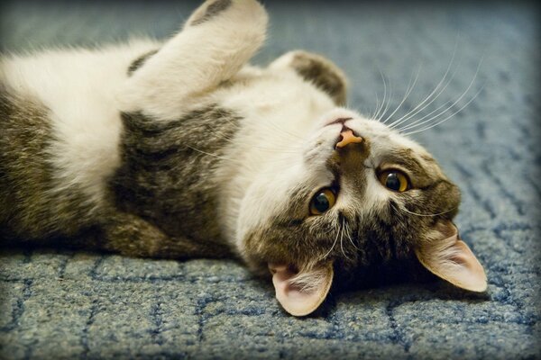Gatto soddisfatto sdraiato sul pavimento