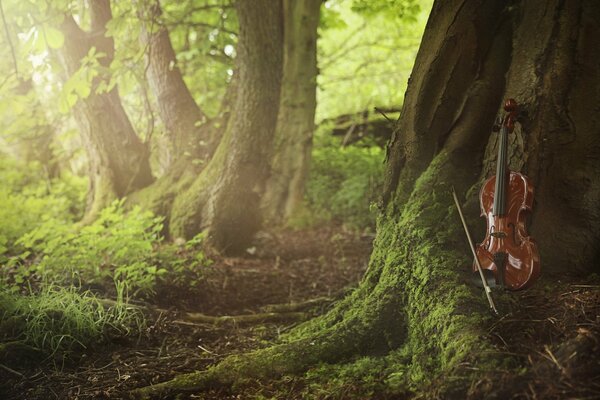 Violino all albero nella foresta verde