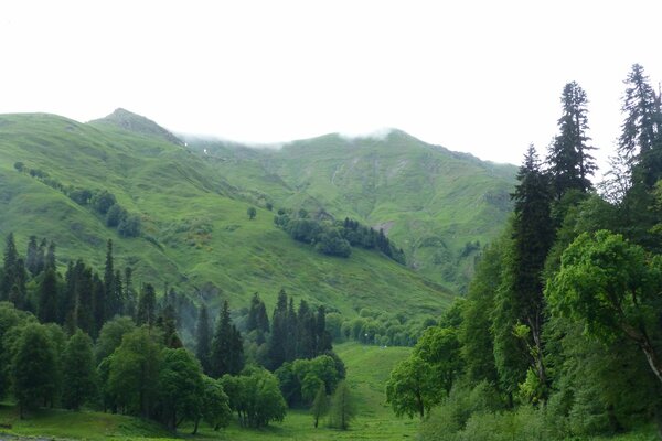 Verdi colline con alberi