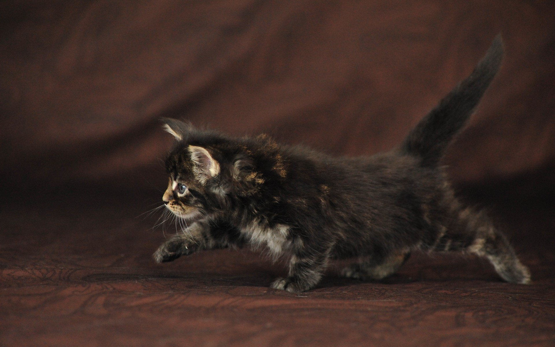 fluffy bambino