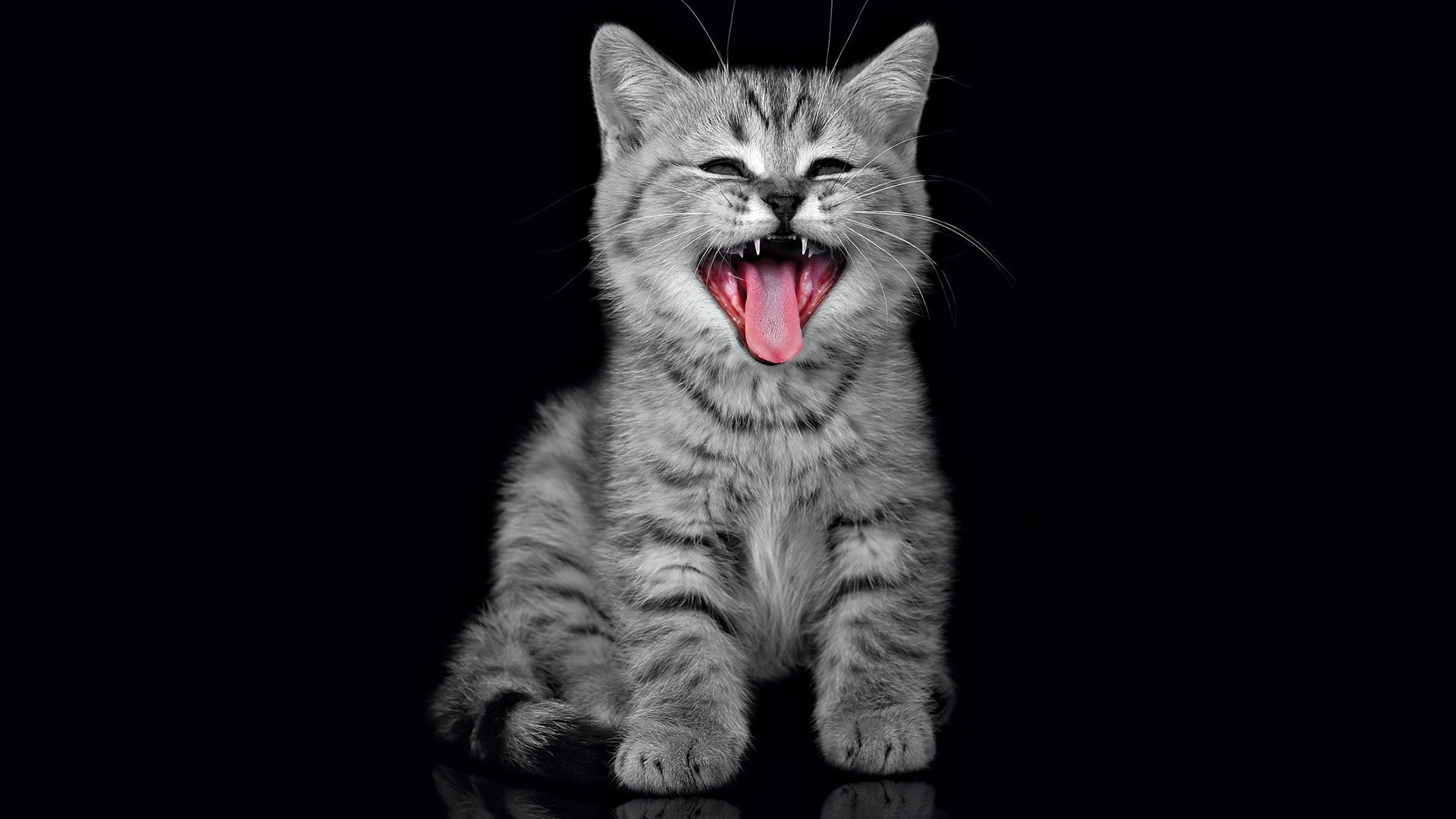 gatto gattino urla