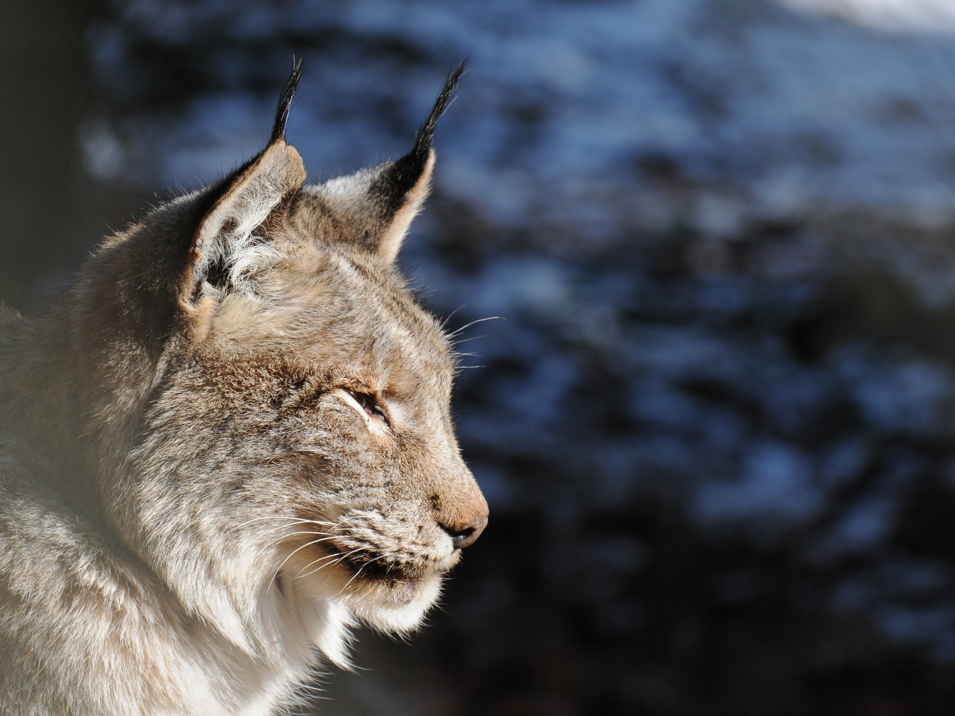 lince gatto