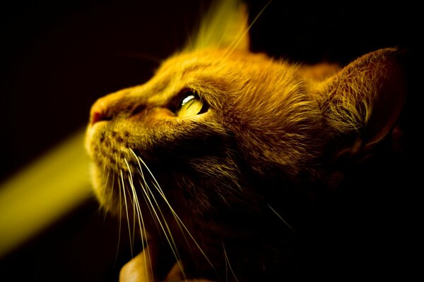 Gatto baffuto dai Capelli rossi che guarda in alto