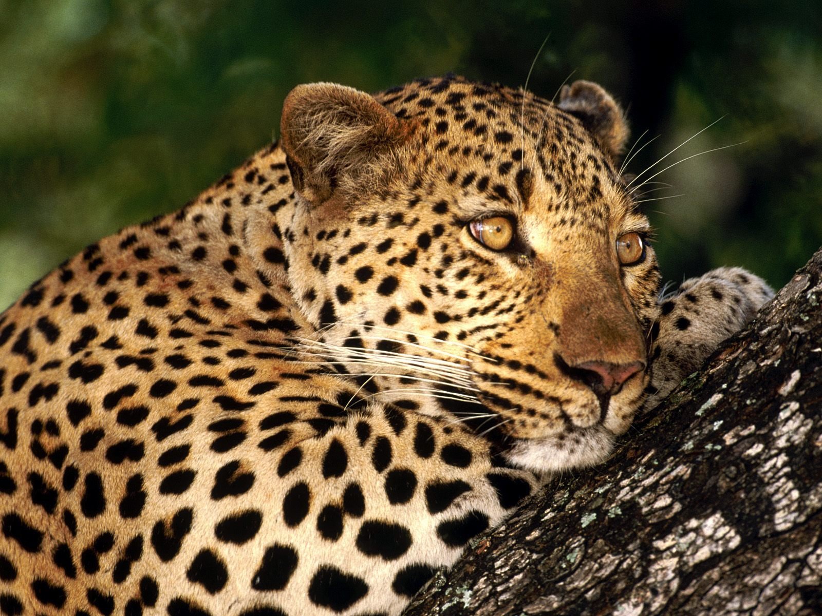 gatto macchie leopardo