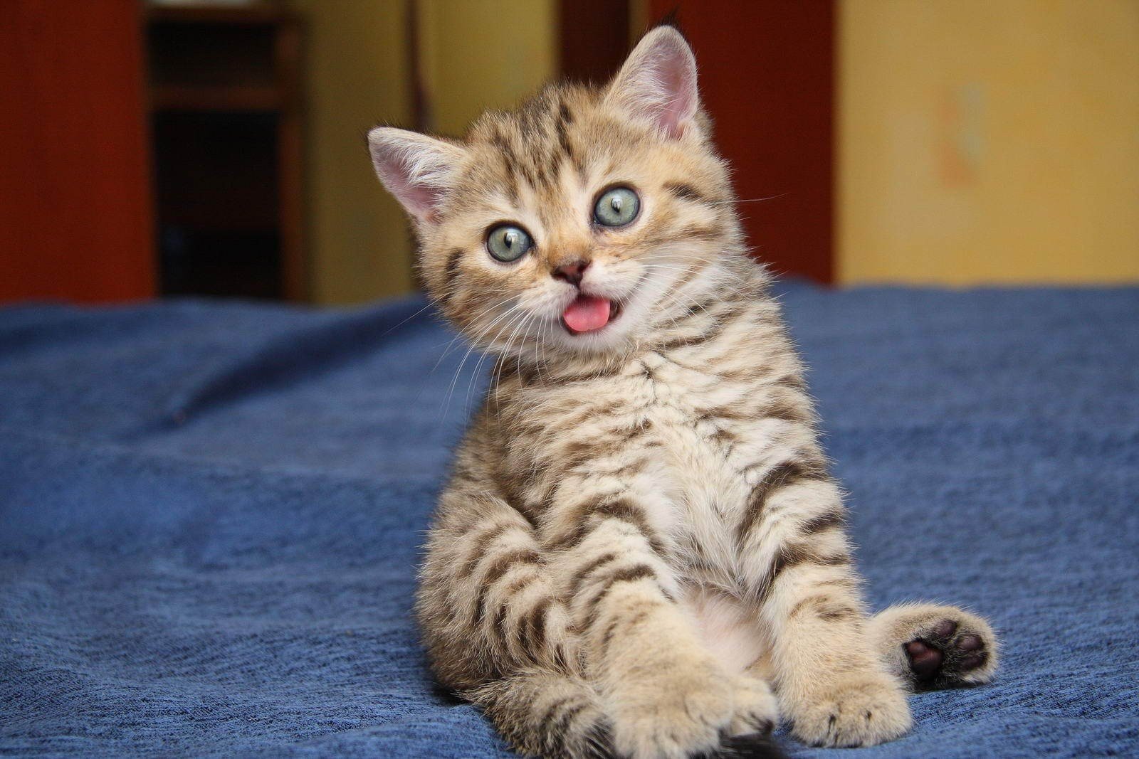 divertente divertente carino gatto gatto gattino