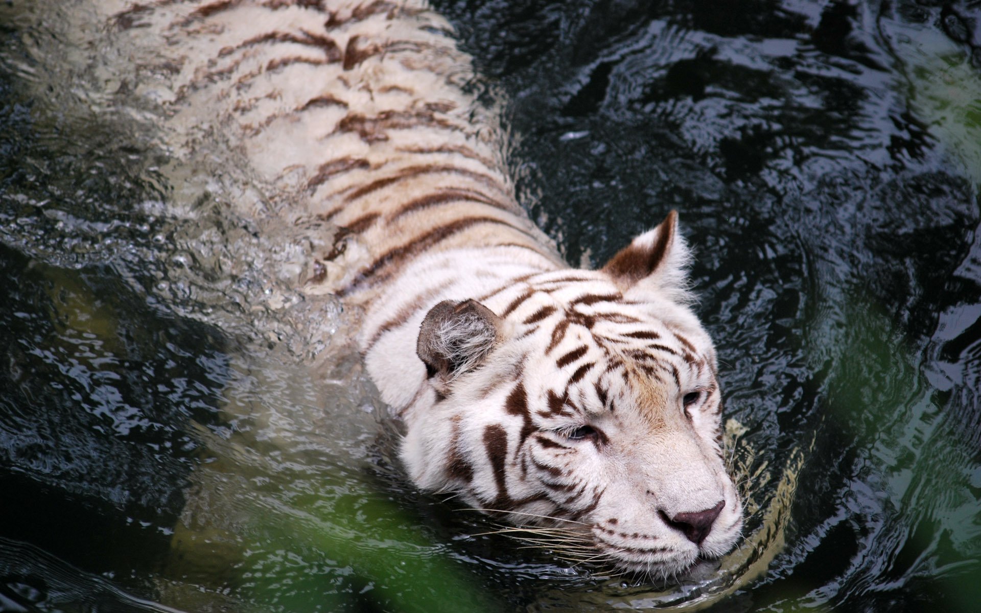 tigre acqua bianco