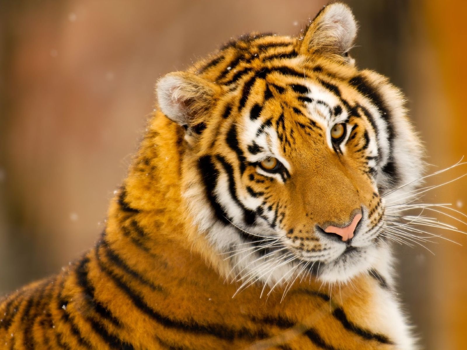 tigre umore sguardo predatore
