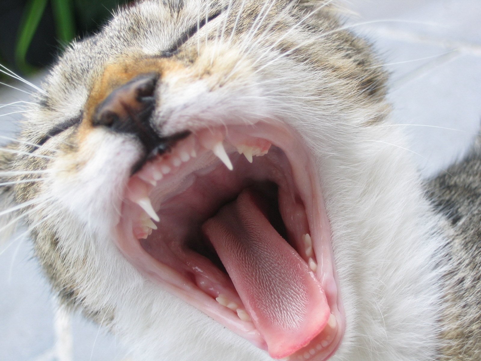 gatti denti lingua