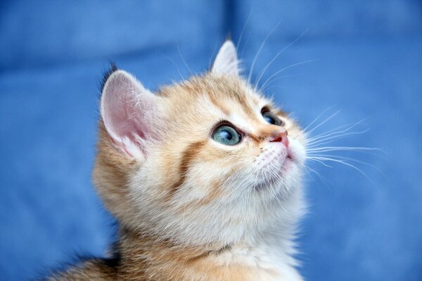 Piccolo gattino a strisce con gli occhi azzurri