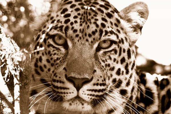 Leopardo che fissa la telecamera