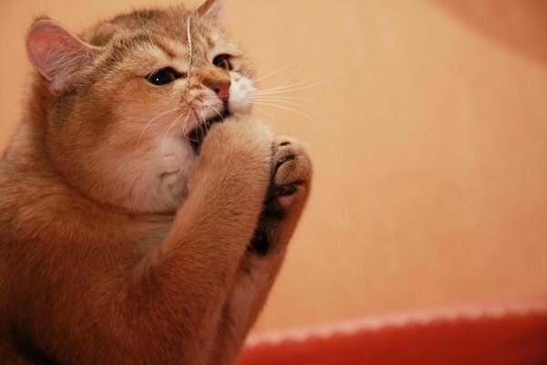 Divertente zenzero gatto gioca con le sue zampe