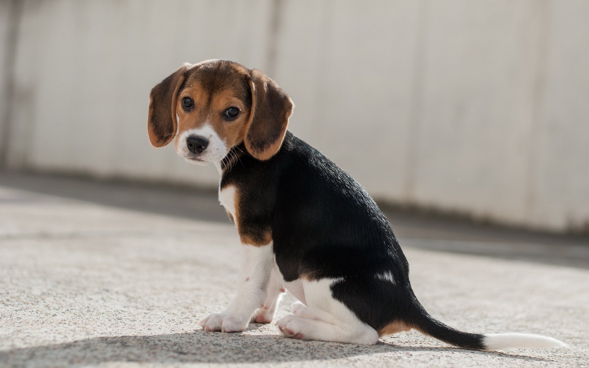 cane sguardo amico beagle