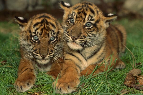 Piccoli cuccioli di tigre seduti in un abbraccio