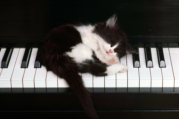 Gattino bianco e nero che dorme sui tasti del pianoforte