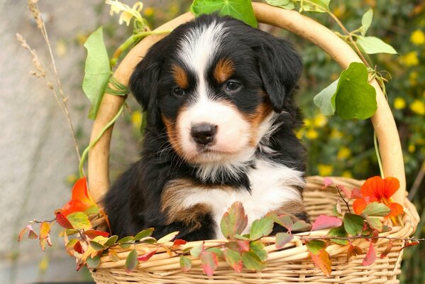 Cucciolo in un cesto con foglie. bellissimo pastore Bernese