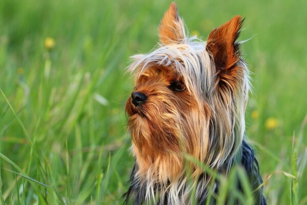 Piccolo cane in erba verde