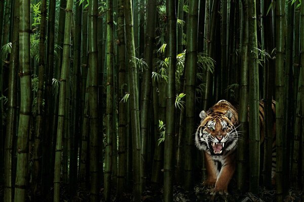 Tigre in bambù verde