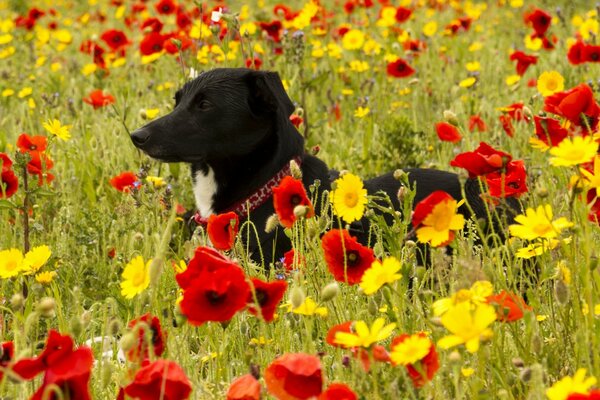 Cane in un prato di papaveri