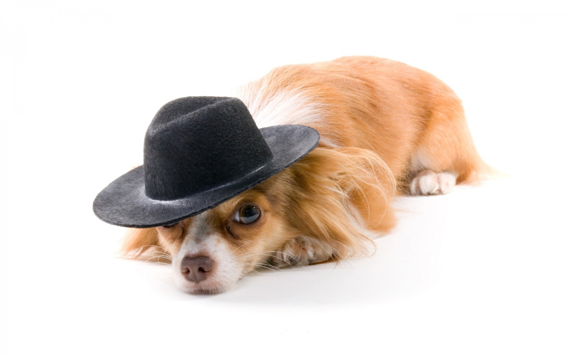 cane rossa cappello sfondo bianco