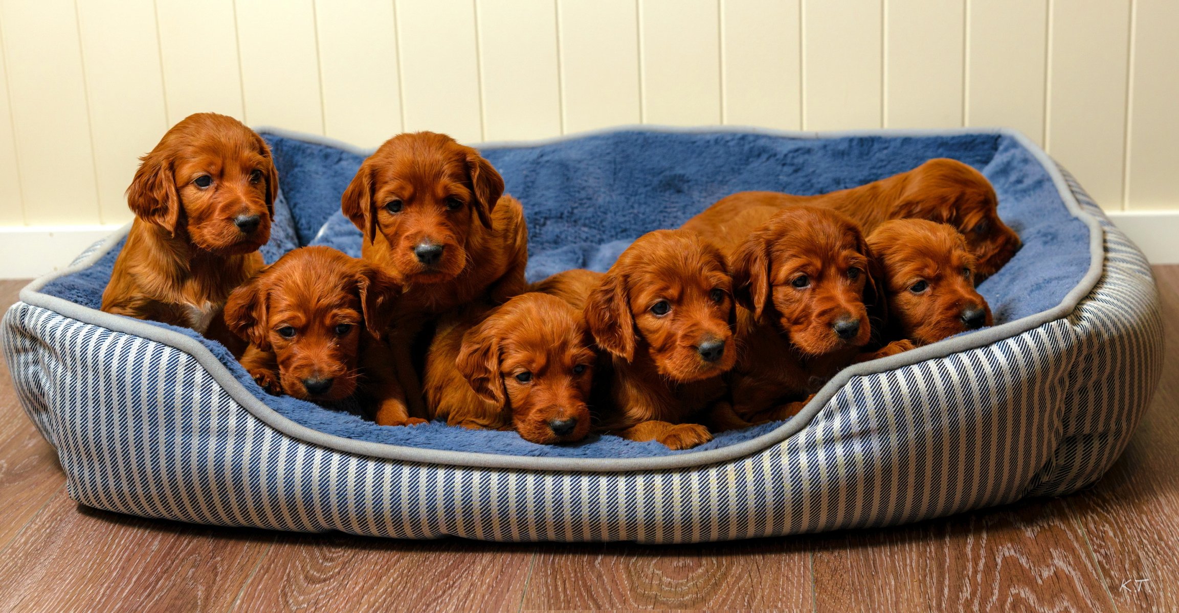 cani cuccioli casa