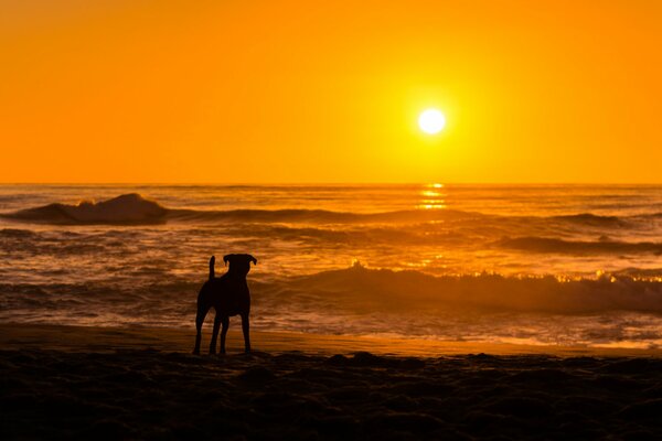 Bellissimo tramonto in riva al mare con un cane