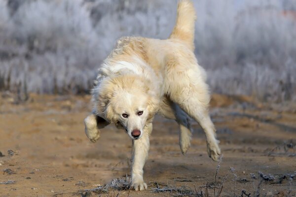 Il cane si precipita al suo proprietario