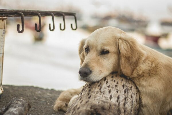 Il cane è triste per il suo padrone