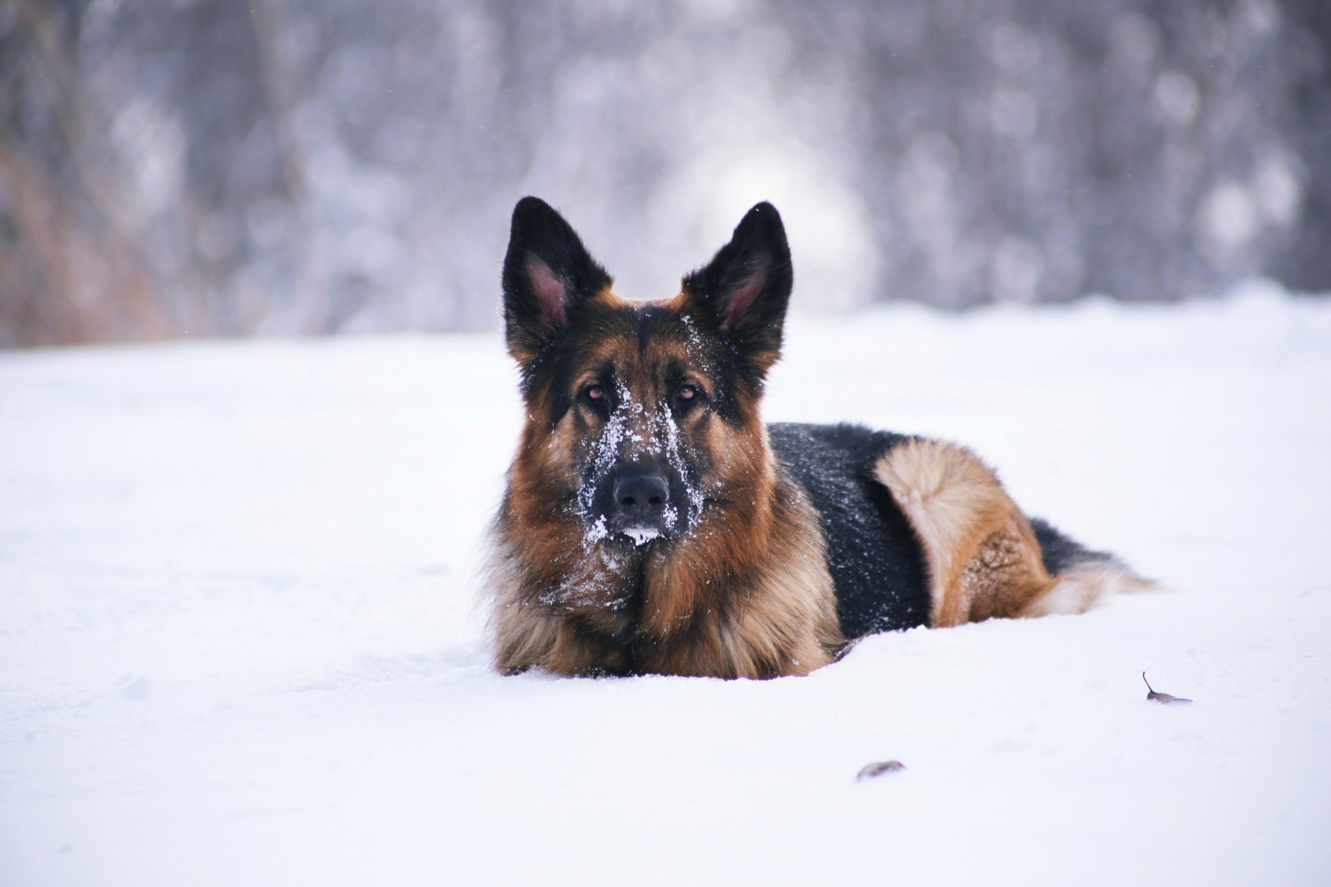 amico neve cane