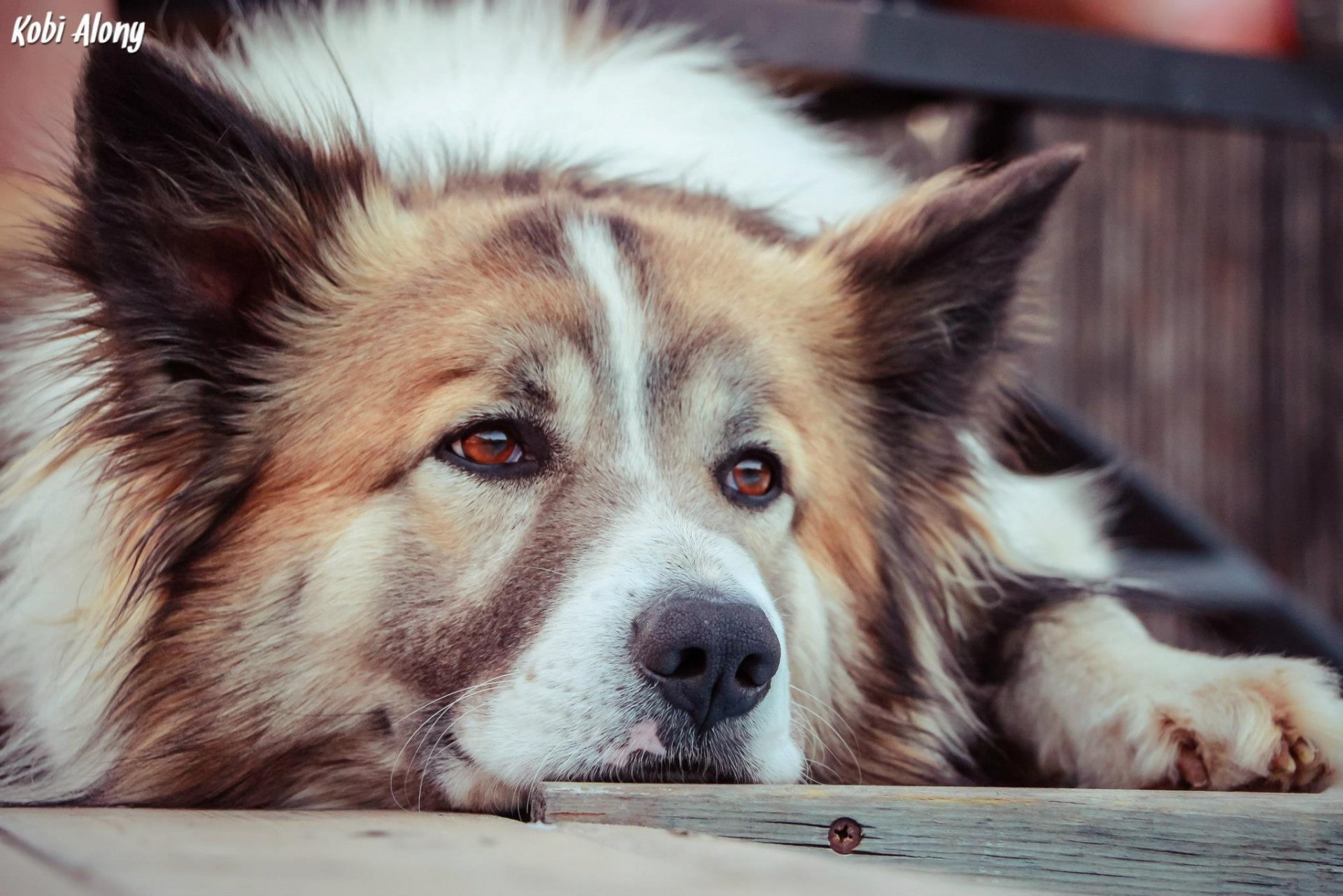 cane amico devozione sguardo cane