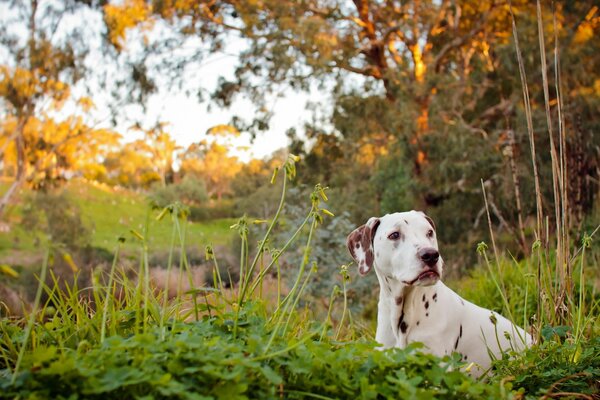 Il dalmata gode dell aria fresca