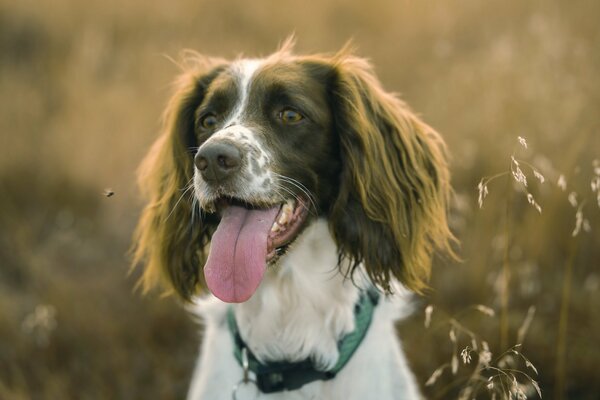 Il cane è il migliore amico dell uomo