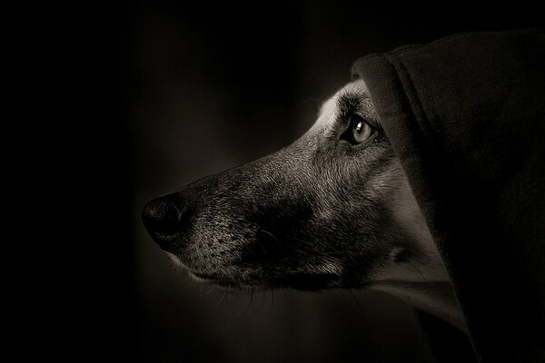 Parte del muso del cane sotto il cappuccio nero